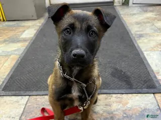 Belgian Shepherd Dog dogs Belgian Shepherd Dog Puppy 1 - Ad 7