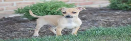 Chihuahua dogs for sale: Aiden - Ad 3