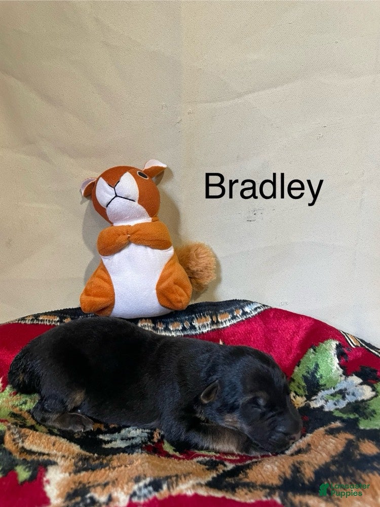 Bradley