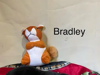 German Shepherd dogs for sale: Bradley - Ad 1