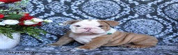 English Bulldog dogs for sale: Maddox - Ad 2