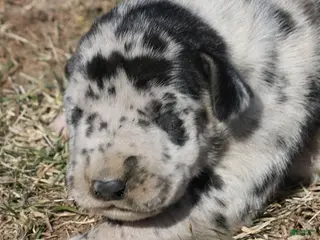 Great Dane dogs Holly - Ad 4