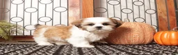 Shih Tzu dogs for sale: Clove - ACA Shih Tzu - Ad 3