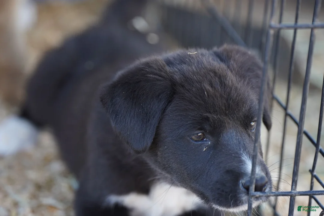 Mixed Breed dogs for sale: Toes M Sylvester - Ad 10