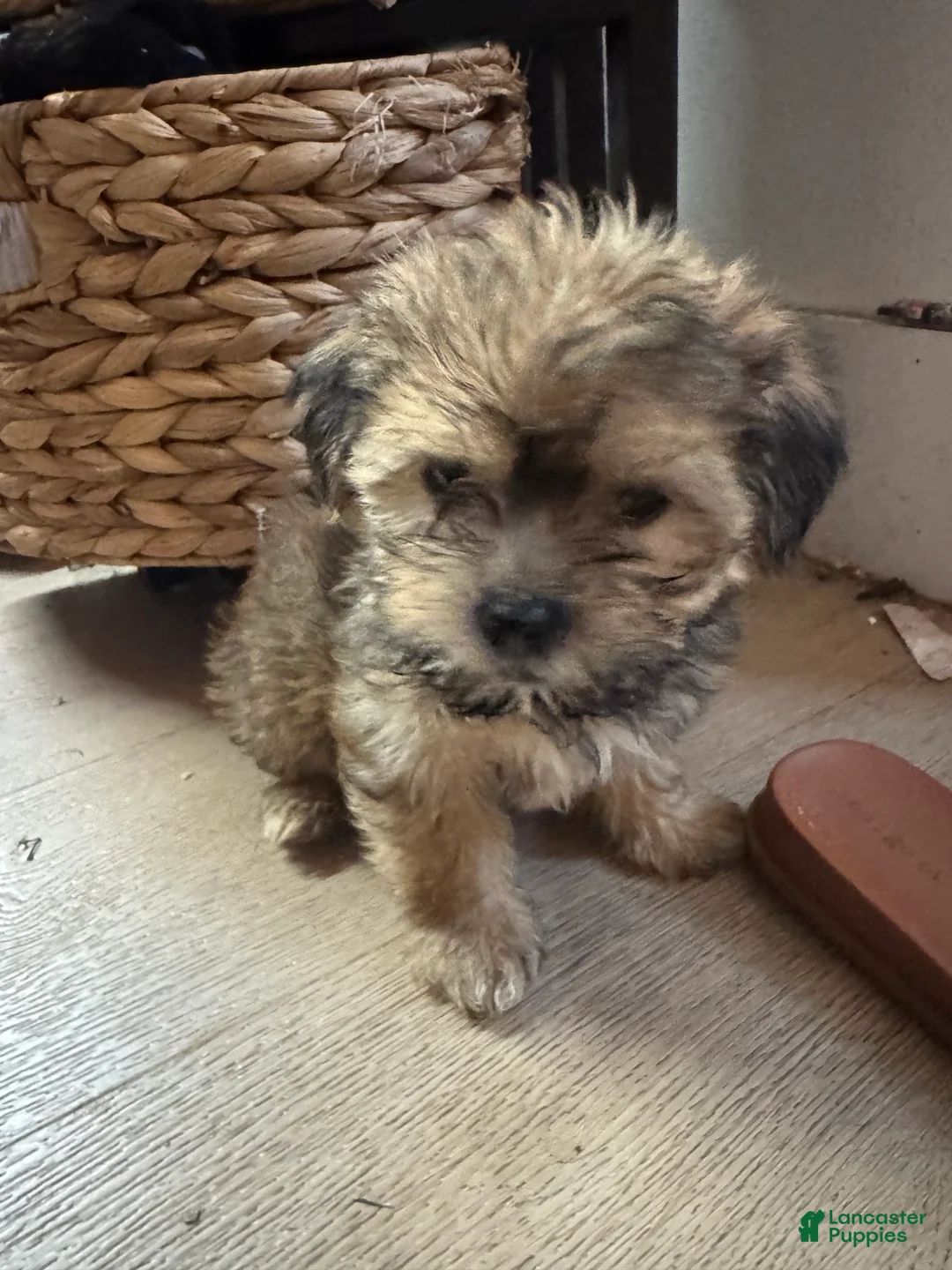 Morkie dogs for sale: Morkie 1 - Ad 2