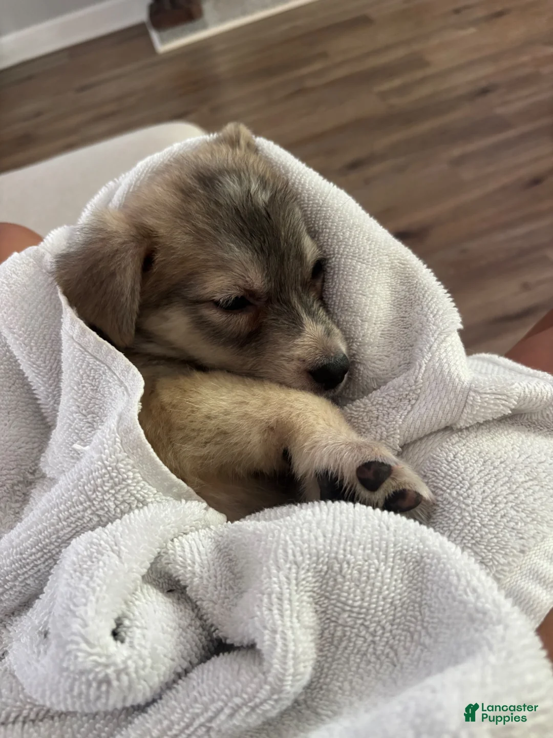 Gerberian Shepsky dogs for sale: Gerberian Shepsky 1 - Ad 2