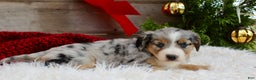 Miniature Australian Shepherd dogs for sale: Kaylee  - Ad 3
