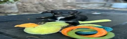 Mixed Breed dogs for sale: Dimond - Ad 3