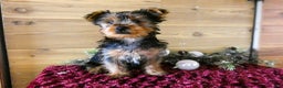 Yorkshire Terrier dogs for sale: Axel - Ad 3