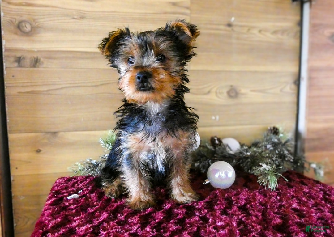 Yorkshire Terrier dogs for sale: Axel - Ad 3