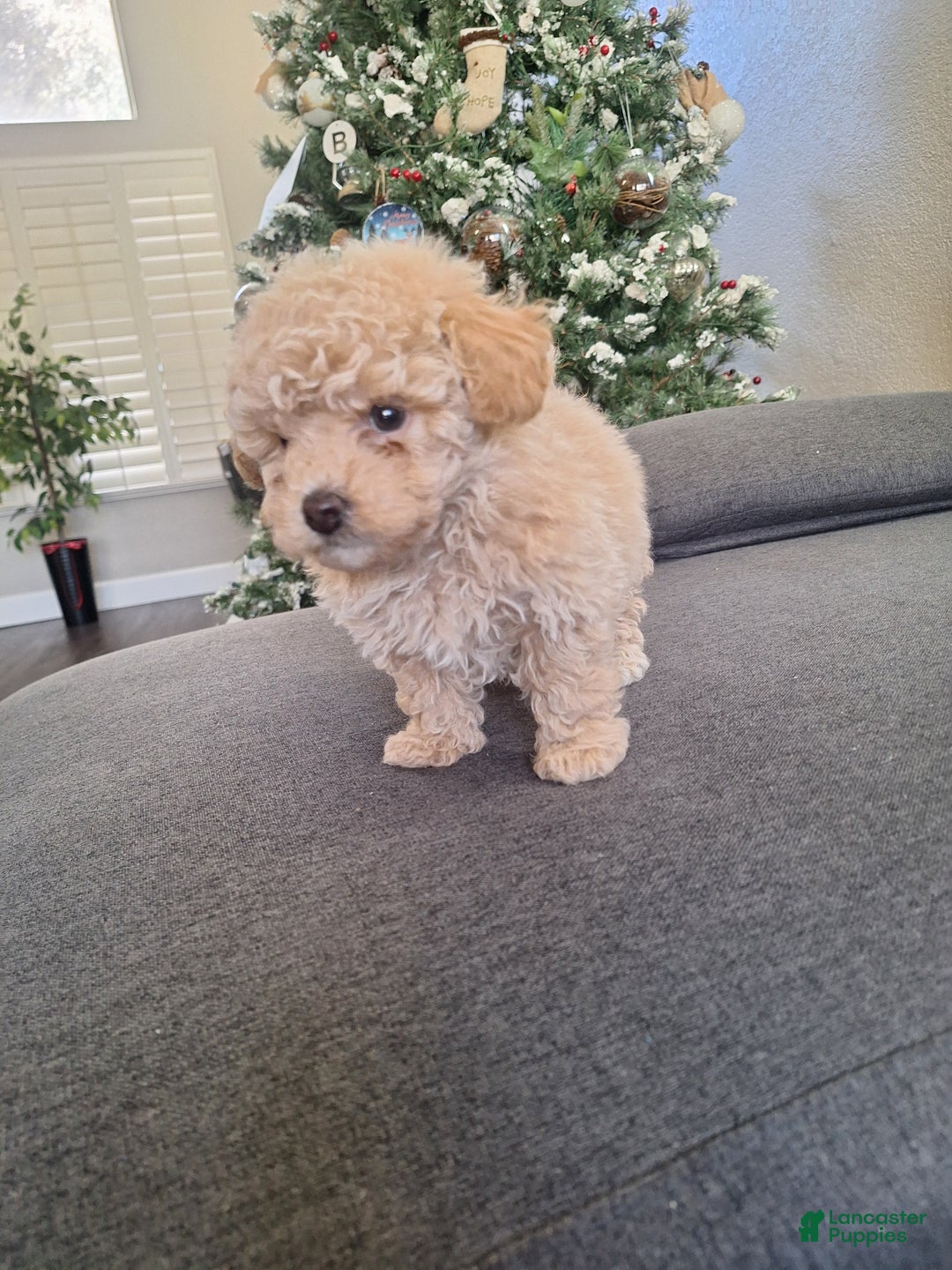 Toy Poodle dogs for sale: Toy Poodle Puppy 1 - Ad 3