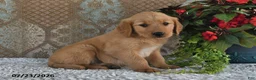 Golden Retriever dogs for sale: Brittney - Ad 4