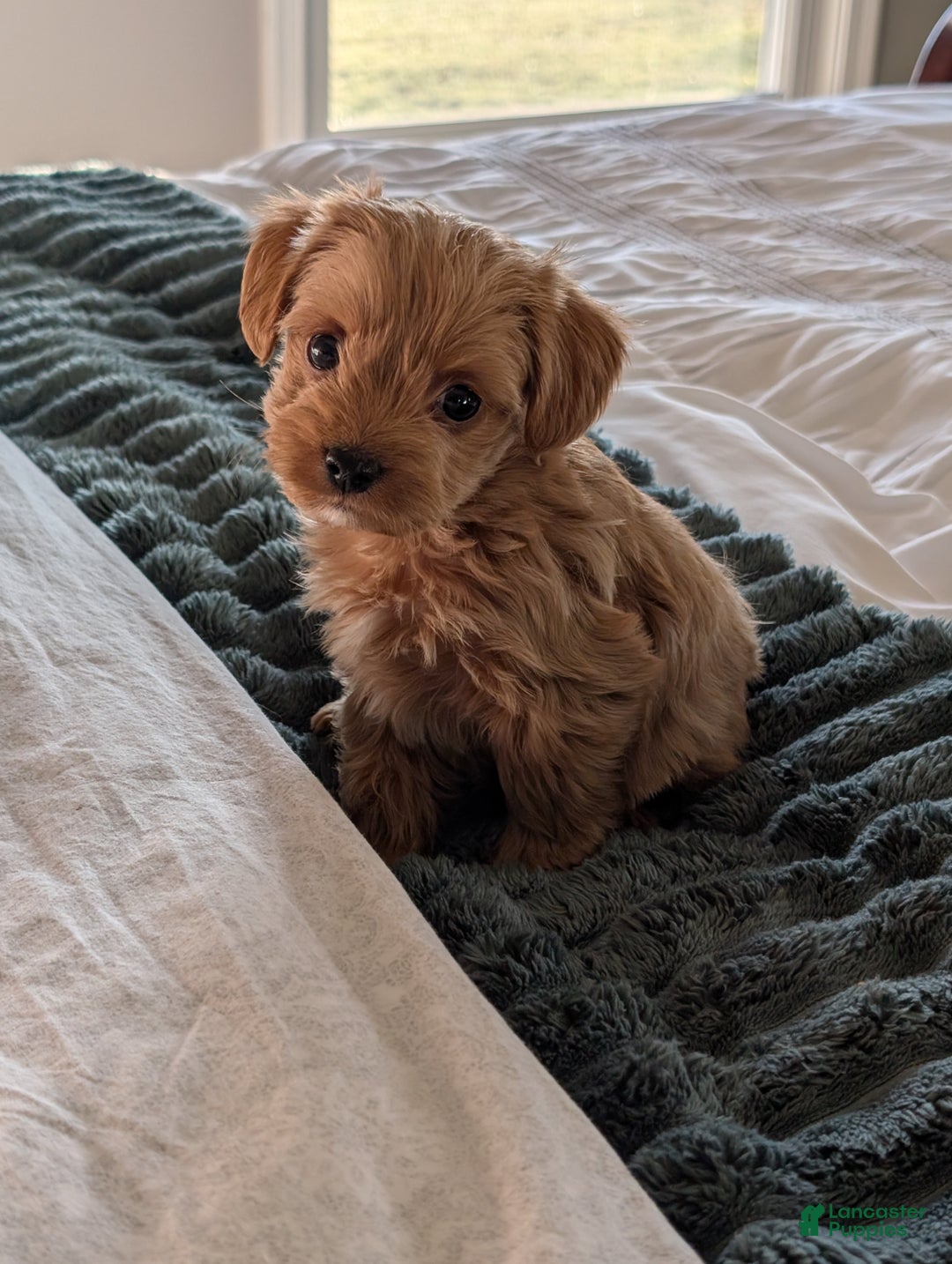 Yorkiepoo dogs for sale: Gunner - Ad 2