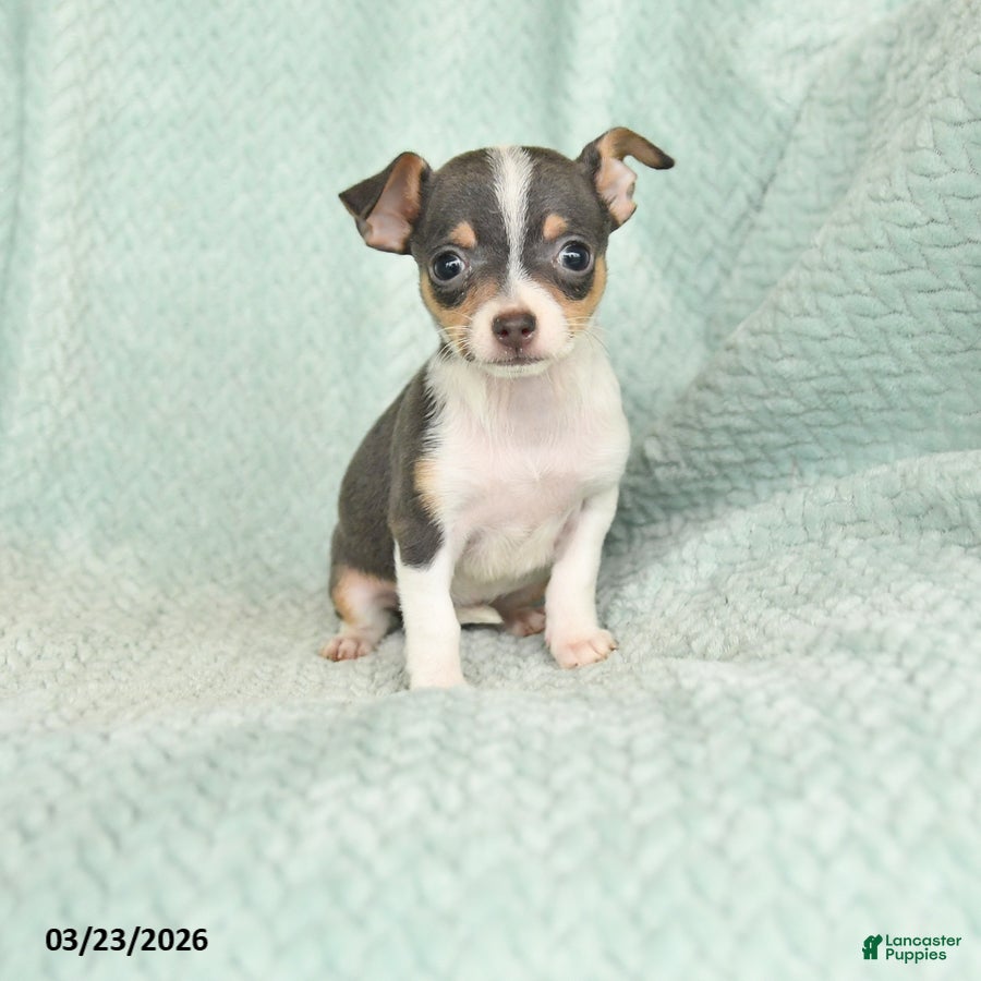 Chihuahua dogs Elsie - Ad 1