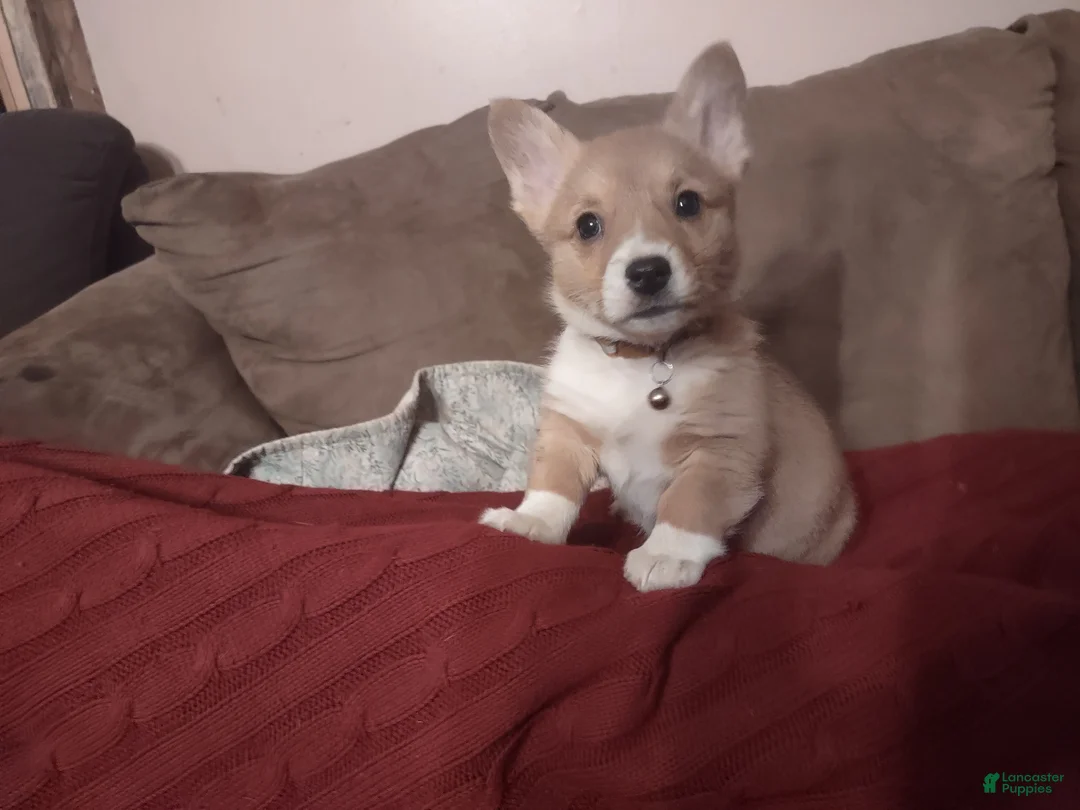 Welsh Corgi Pembroke dogs for sale: Brown Collar  - Ad 1
