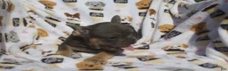 French Bulldog dogs for sale: French Bulldog 3 - Ad 4