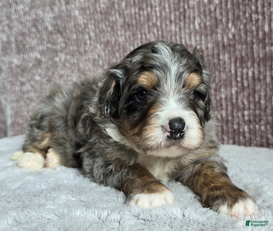 Mini Bernedoodle dogs for sale: Mini Louie - Ad 7