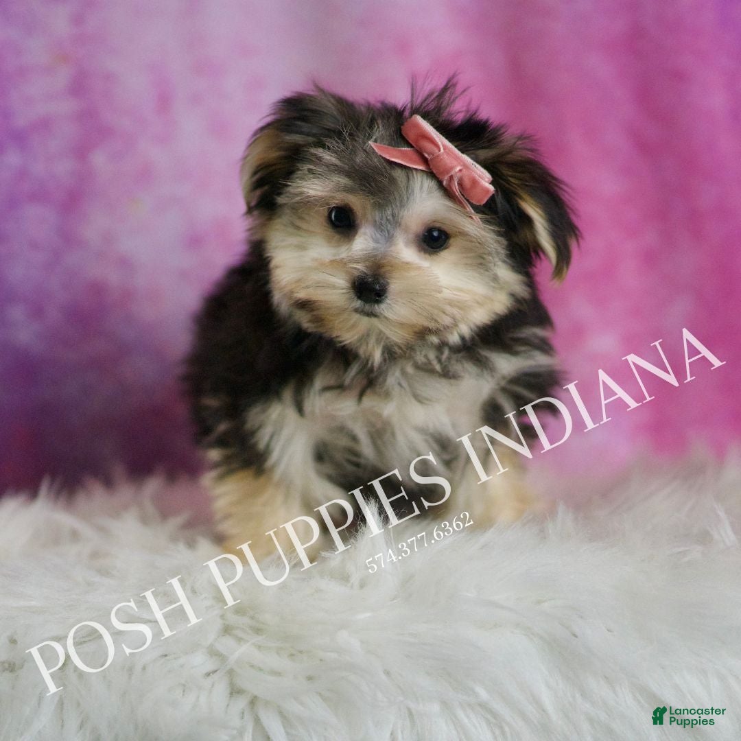 Morkie dogs for sale: Sanoma  - Ad 1