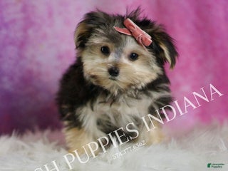 Morkie dogs Sanoma - Ad 35