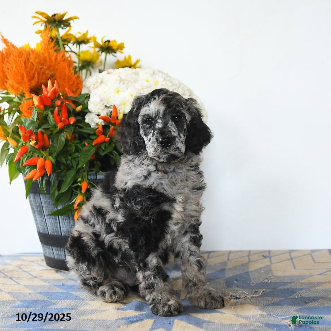 Standard Poodle dogs for sale: Max - Ad 1