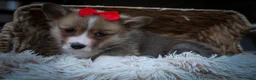 Welsh Corgi Pembroke dogs for sale: Scotty 🐾 - Ad 7