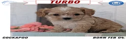 Cockapoo dogs for sale: Turbo - Ad 1