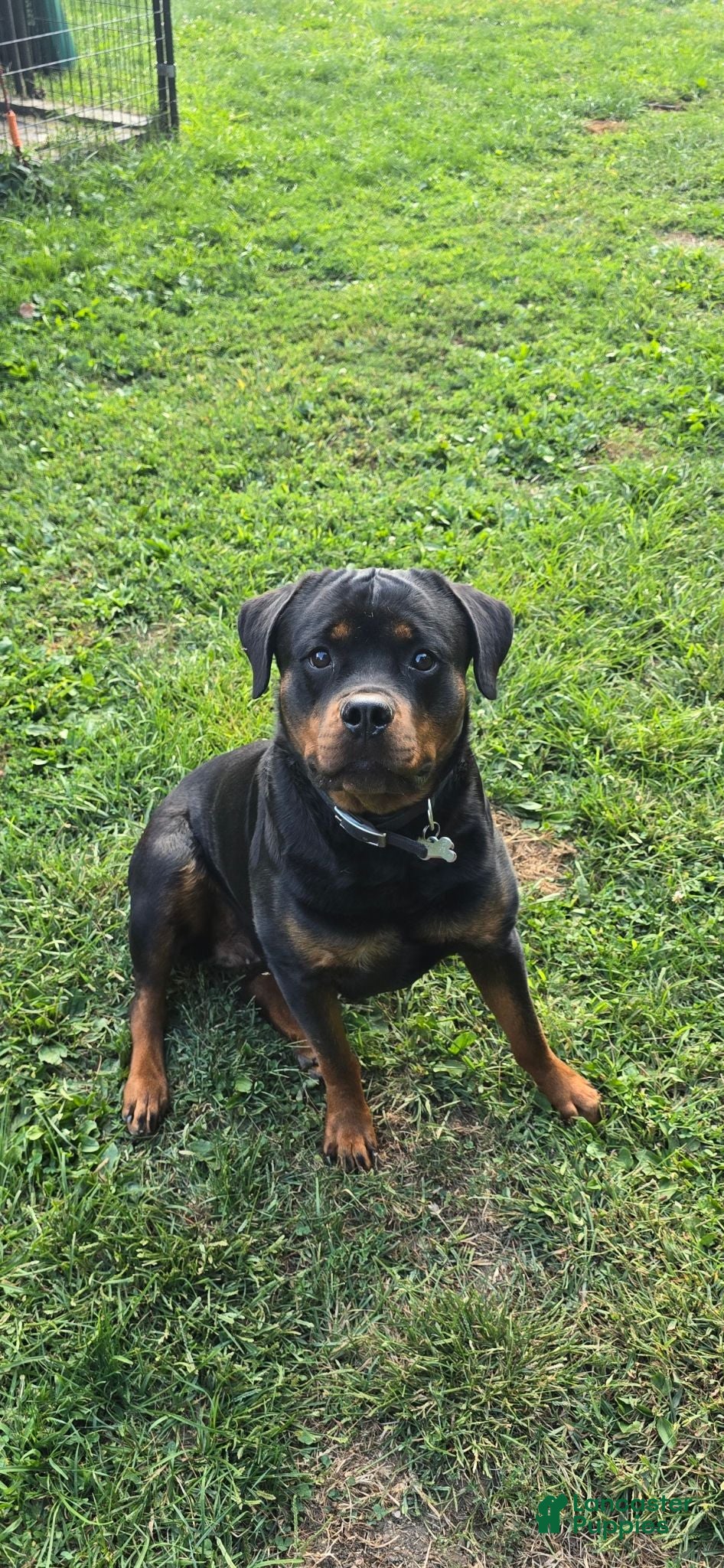 Rottweiler dogs Pink Girl  - Ad 2