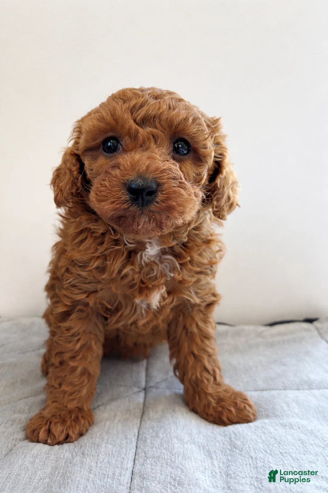 Miniature Poodle dogs for sale: Miniature Poodle Puppy 1 - Ad 1