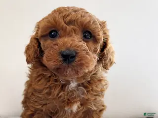 Miniature Poodle dogs Miniature Poodle Puppy 1 - Ad 42