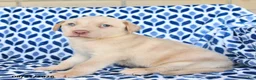 Labrador Retriever dogs for sale: Chance - Ad 3