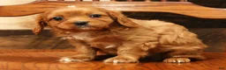 Cavapoo dogs for sale: Bentley - Ad 6