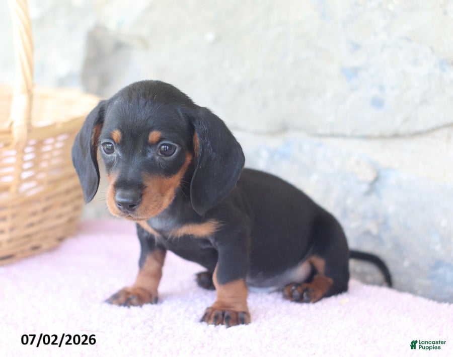 Miniature Dachshund dogs Cub - Ad 2