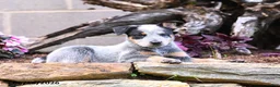 Australian Cattle Dog dogs for sale: Axel - Ad 5