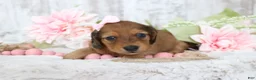 Miniature Dachshund dogs for sale: Muffin  - Ad 4