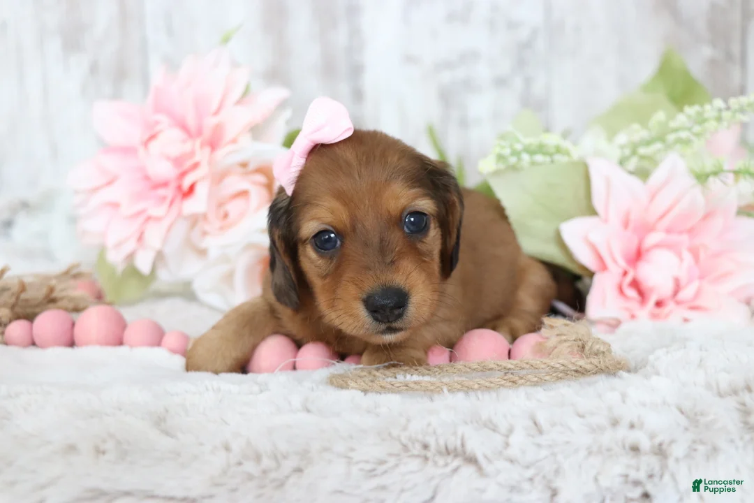 Miniature Dachshund dogs for sale: Muffin  - Ad 4