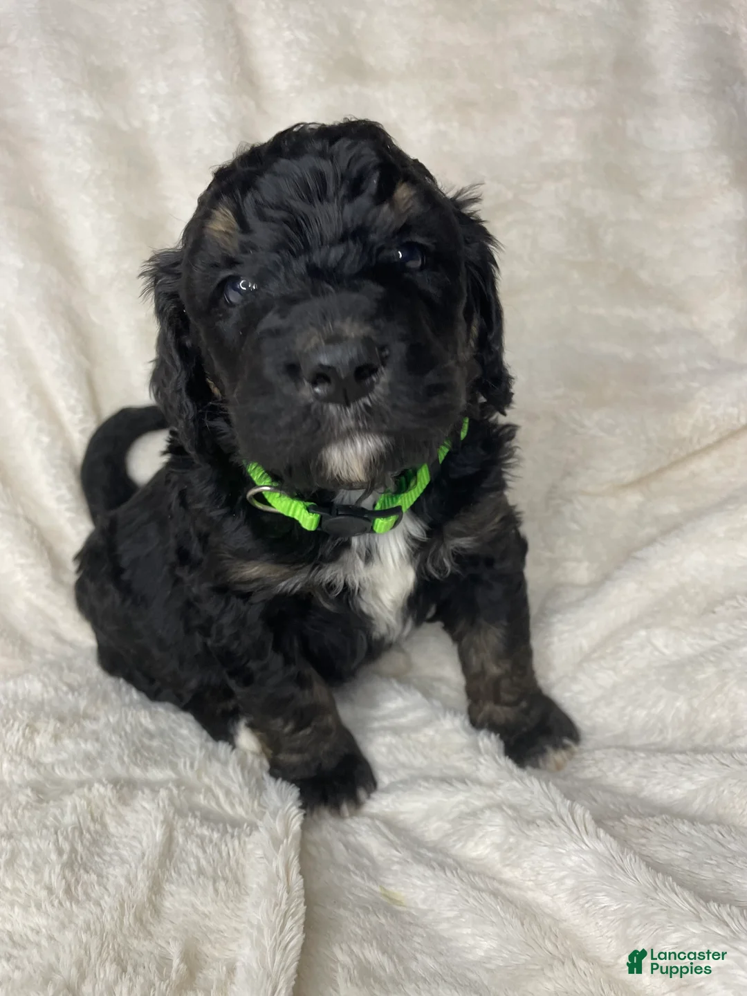 Bernedoodle dogs for sale: Oliver - Ad 1