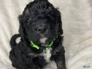 Bernedoodle dogs for sale: Oliver - Ad 3
