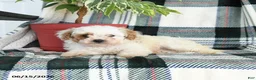 Cavapoo dogs for sale: Arlo - Ad 3