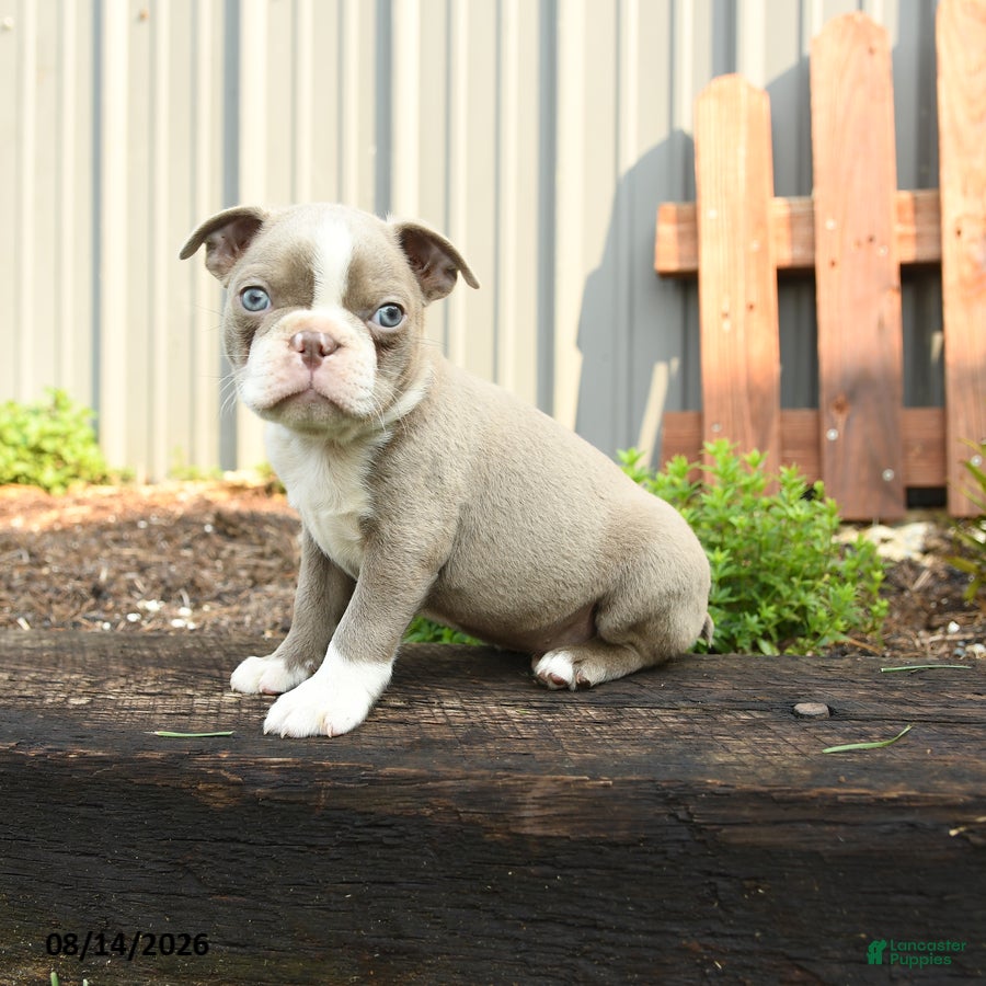 Boston Terrier dogs Jupiter - Ad 2