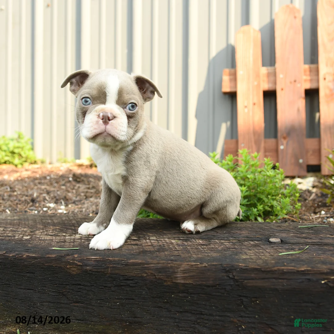 Boston Terrier dogs for sale: Jupiter - Ad 2