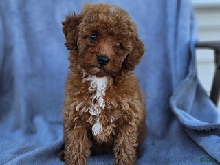 Toy Poodle dogs - Ad 35