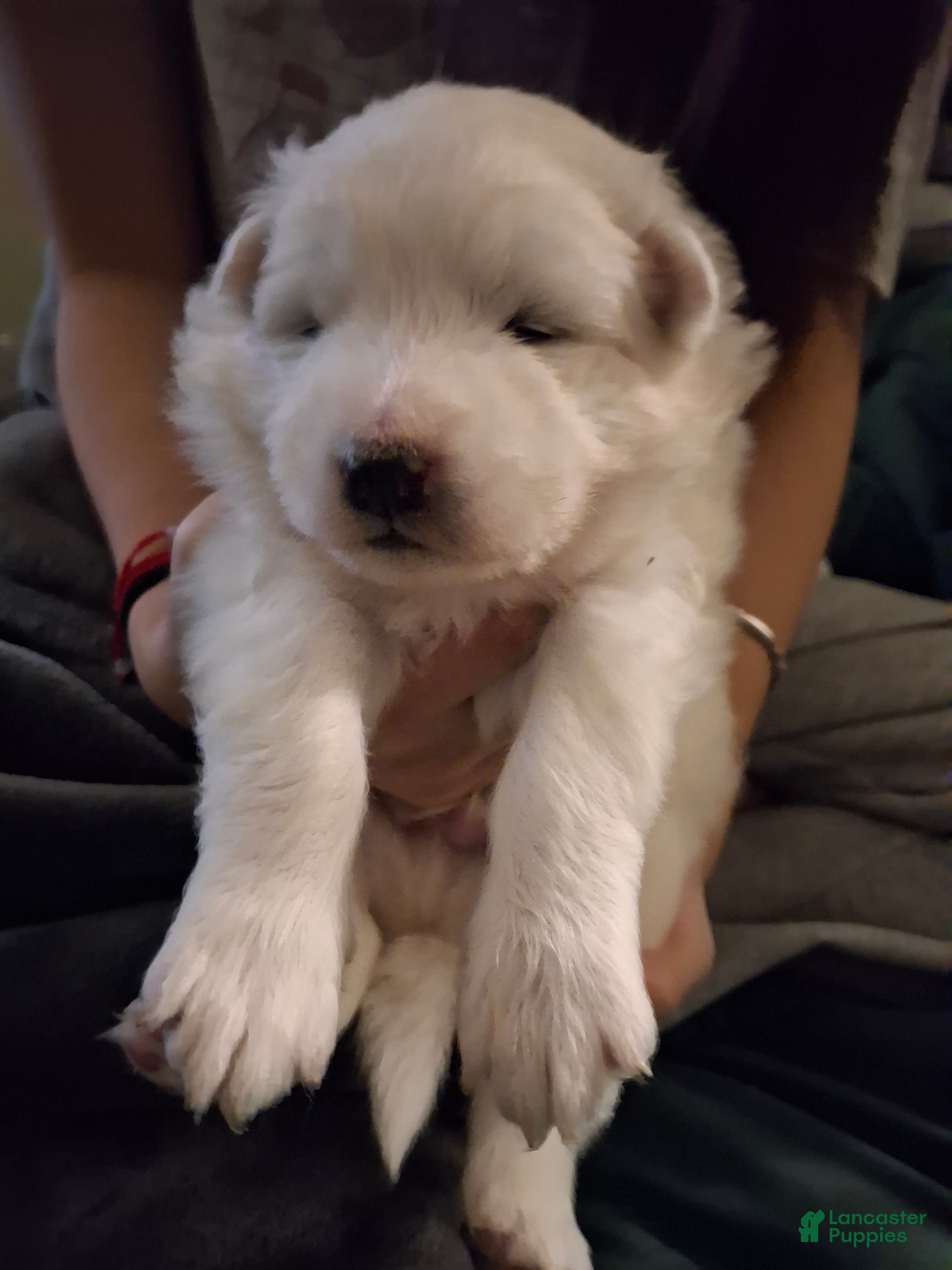 Samoyed dogs Samoyed Puppy 5 - Ad 20