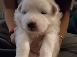 Samoyed dogs Samoyed Puppy 5 - Ad 24