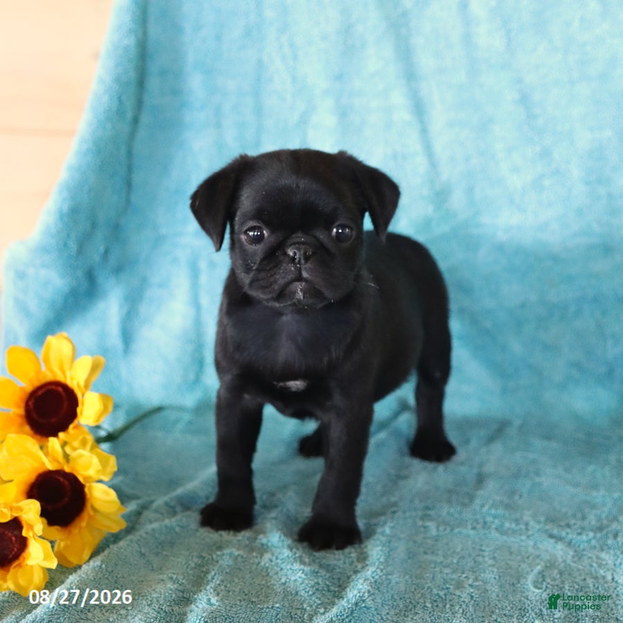 Pug dogs Spot - Ad 1