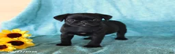 Pug dogs for sale: Spot - Ad 1