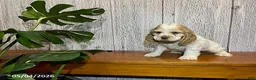 Cocker Spaniel dogs for sale: Anton - Ad 1