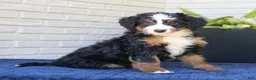 Mini Bernedoodle dogs for sale: Nala  - Ad 3