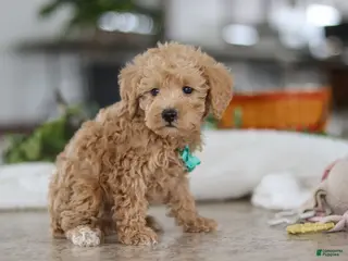 Schnoodle dogs Ollie - Ad 11