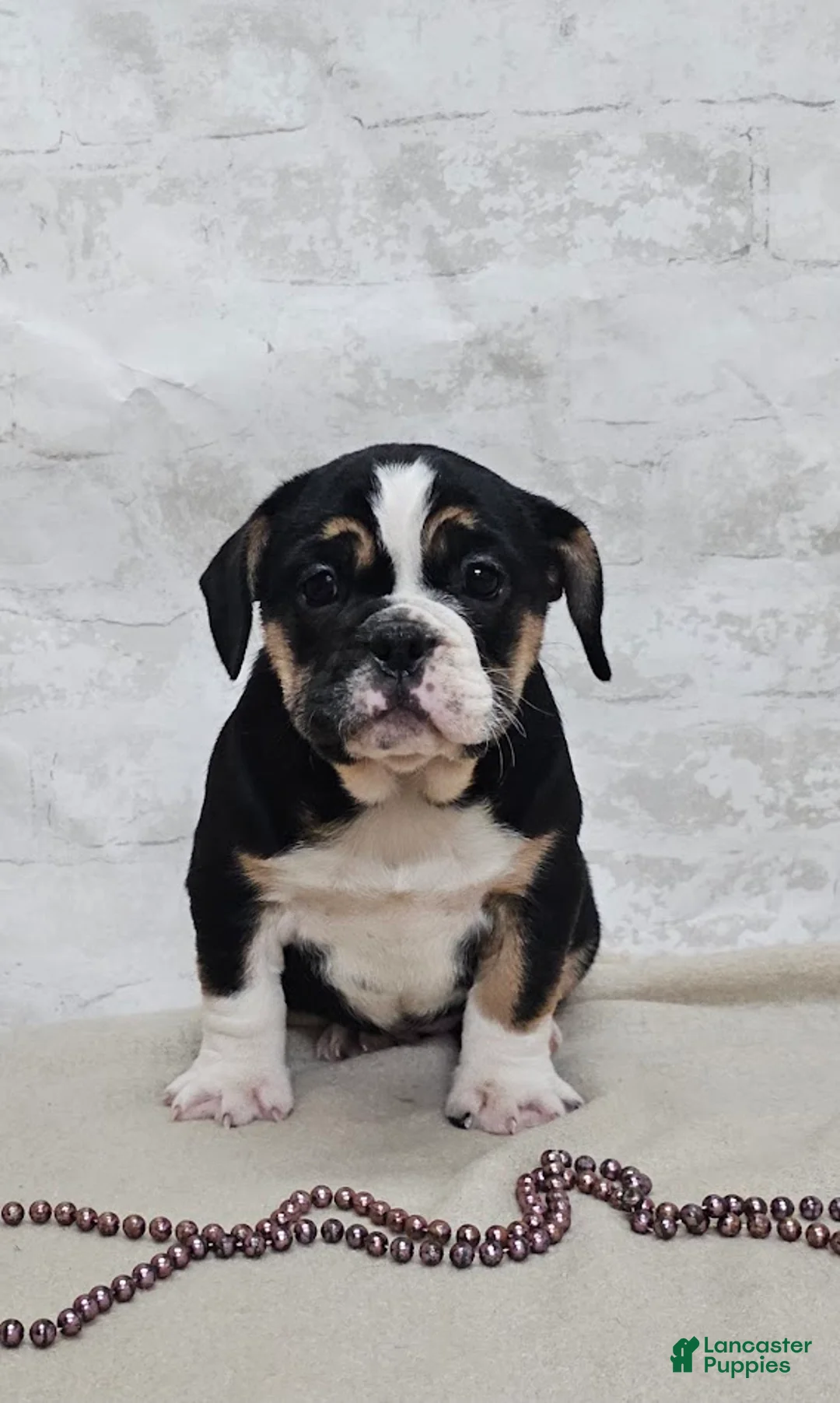 Mixed Breed dogs for sale: Pie Face Bulldog Blend - Ad 5