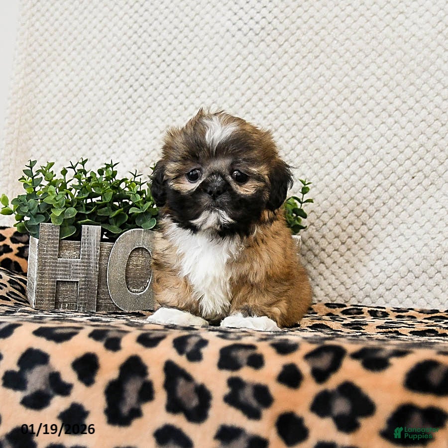 Shih Tzu dogs Pluto - Ad 30